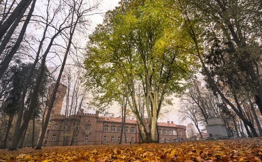 4_Raudon+s liepa.jpg